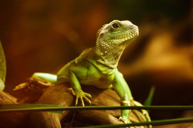 The Six Dragons of the Qian Hexagram and Investment Mindset Management