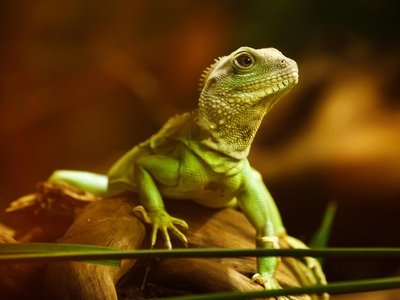 The Six Dragons of the Qian Hexagram and Investment Mindset Management