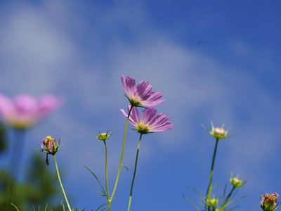 Qian und Kun, die beiden Grundzeichen: Der Ursprung von Himmel und Erde, die Mutter aller Dinge.